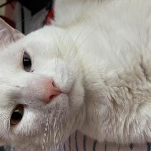 lost cat scarborough