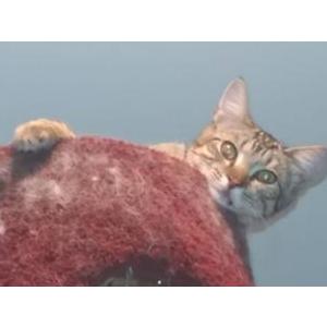 2nd Image of Yitzak, Lost Cat