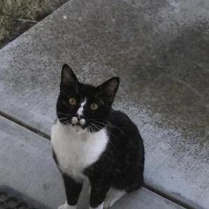 2nd Image of Sox, Lost Cat