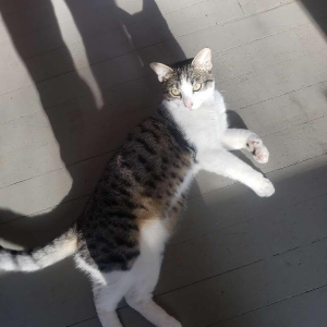 2nd Image of Thomas, Lost Cat