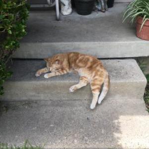 2nd Image of Garfield, Lost Cat