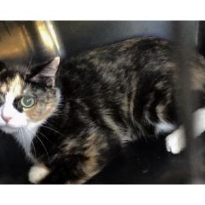 wny lost and found pets