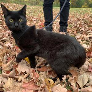 wny lost and found pets