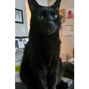 2nd Image of Mr. Kitty, Lost Cat