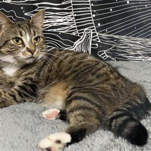 Lost Cats In Niagara Falls Ny Lost My Kitty Lost Cats In Niagara Falls Ny Lost My Kitty