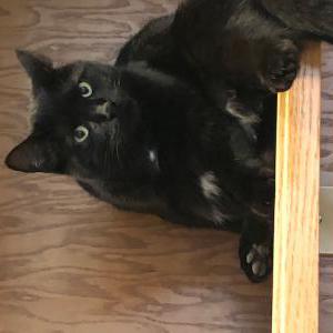 Lost Cats In INDIANAPOLIS, IN - Lost My Kitty