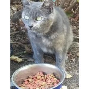2nd Image of Mama, Lost Cat