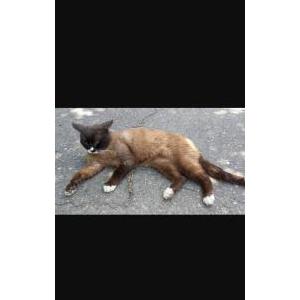 2nd Image of Rocky, Lost Cat