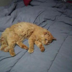 2nd Image of Mew Mew Nier, Lost Cat