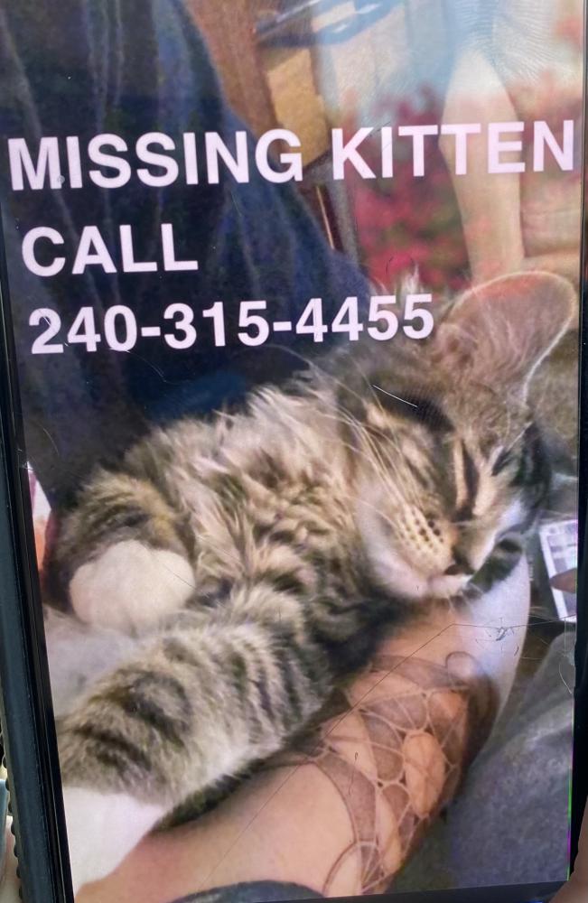 Image of Eleven, Lost Cat