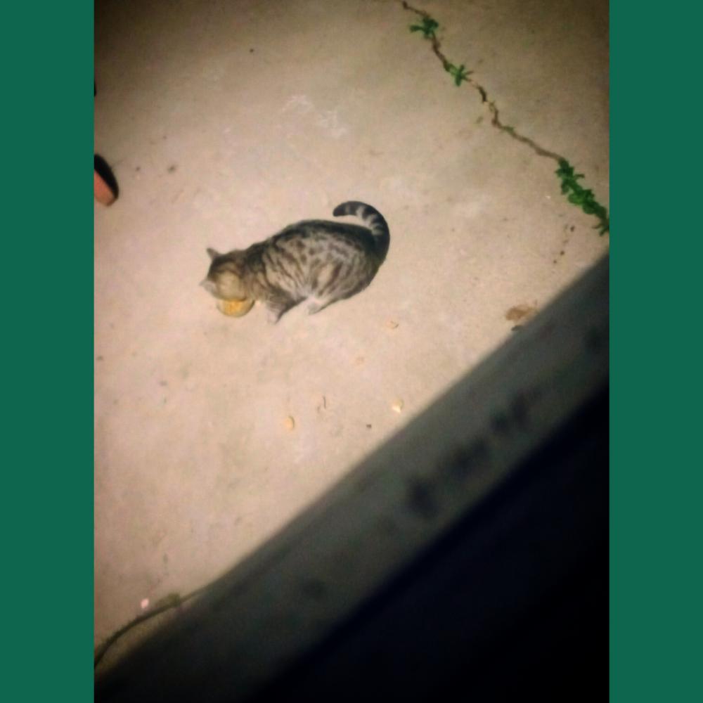 Found Cat Bengal Cat in DENVER, CO Lost My Kitty