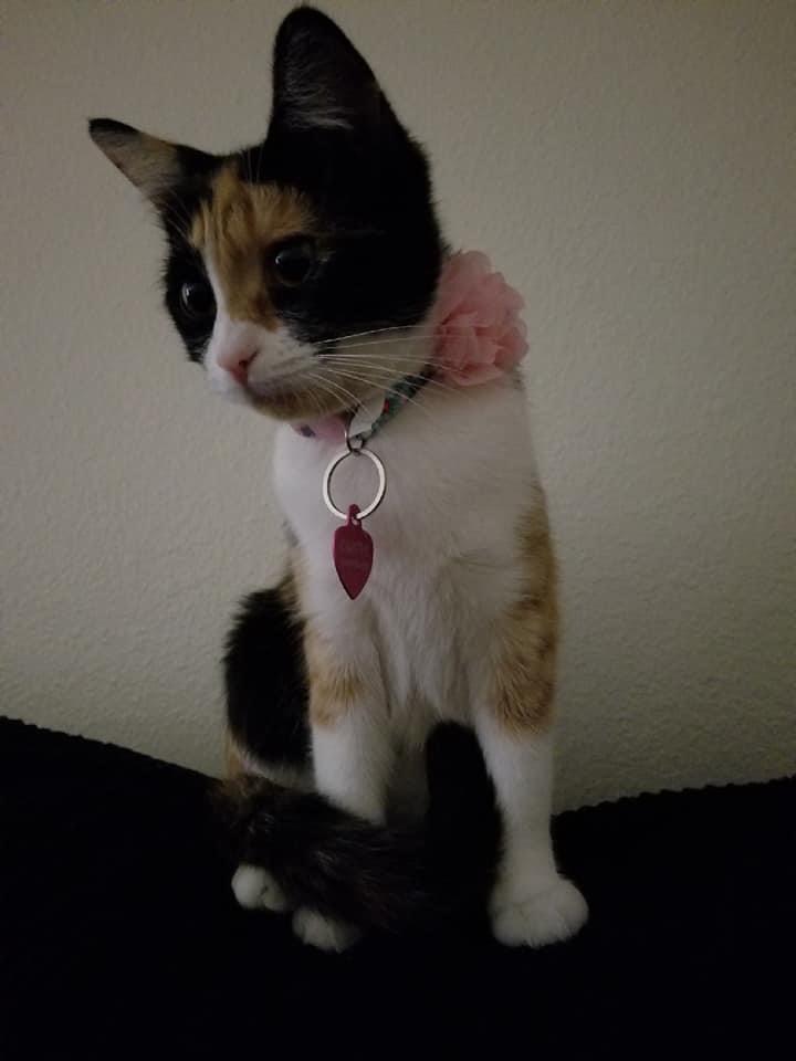 Image of Olivia, Lost Cat