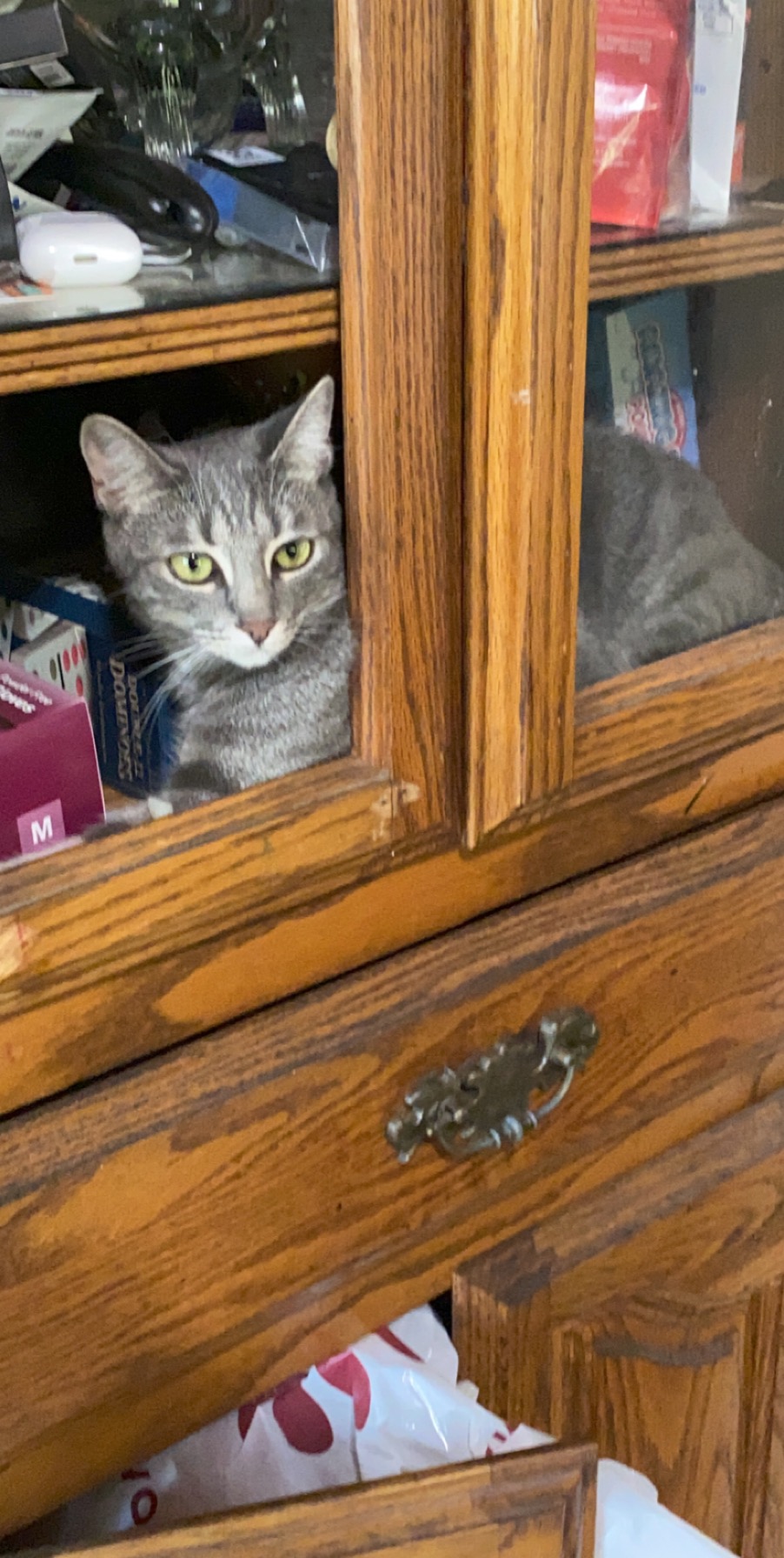 Image of Athena, Lost Cat