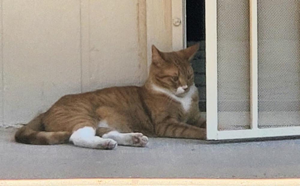 Image of Wally, Lost Cat