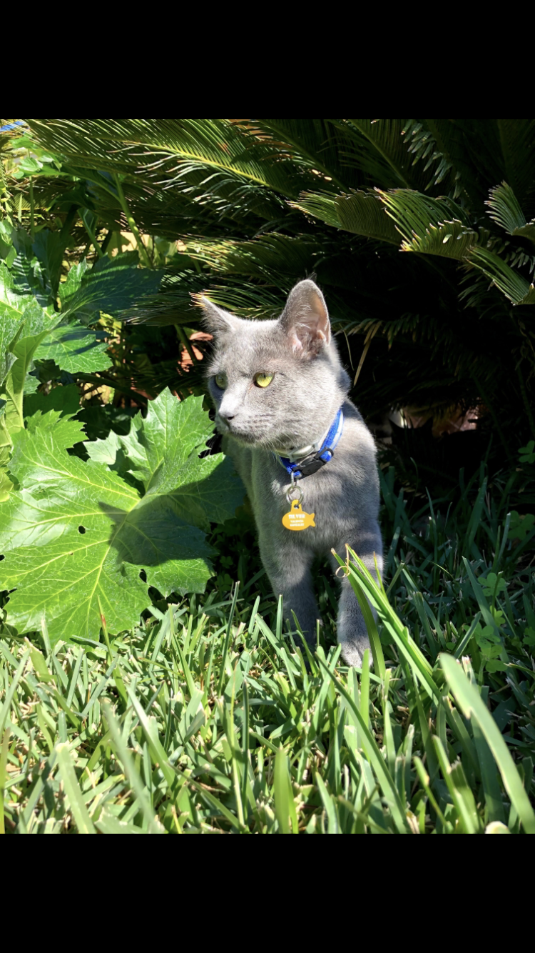 Image of Silver, Lost Cat