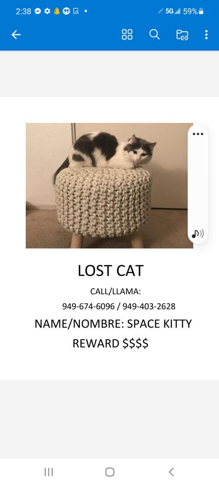 Image of Space kitty, Lost Cat