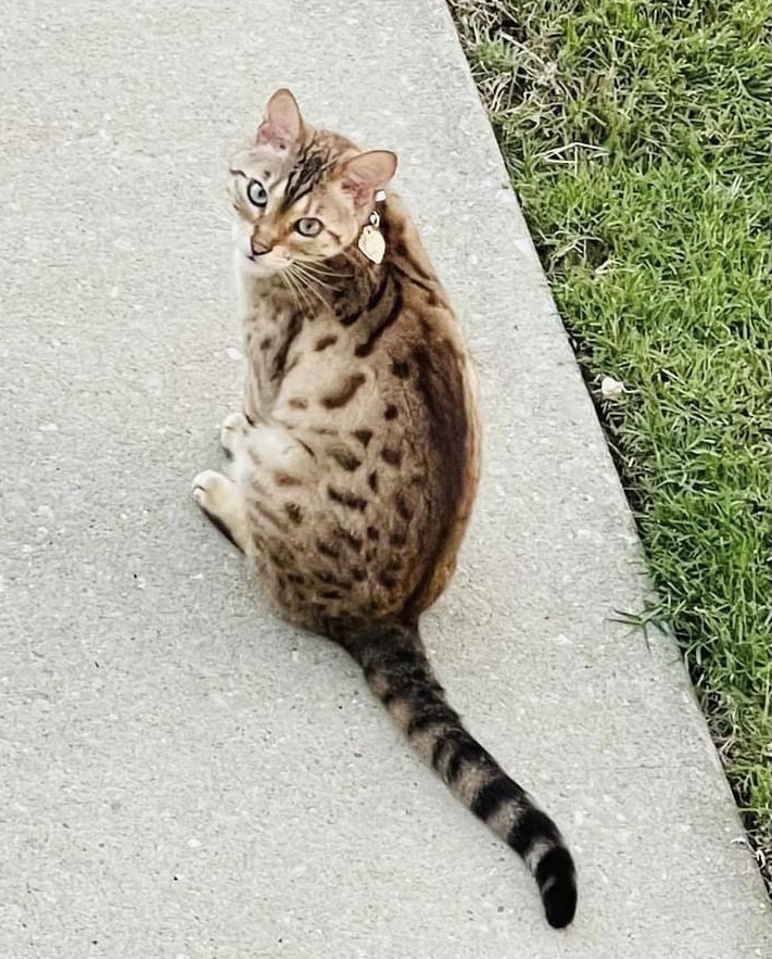 Image of Memphis, Lost Cat