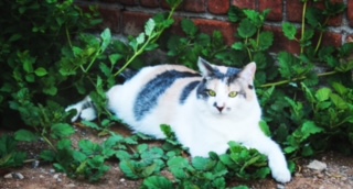 Image of Twinnie, Lost Cat