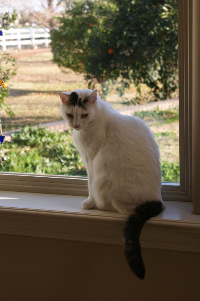 Image of Bossy, Lost Cat