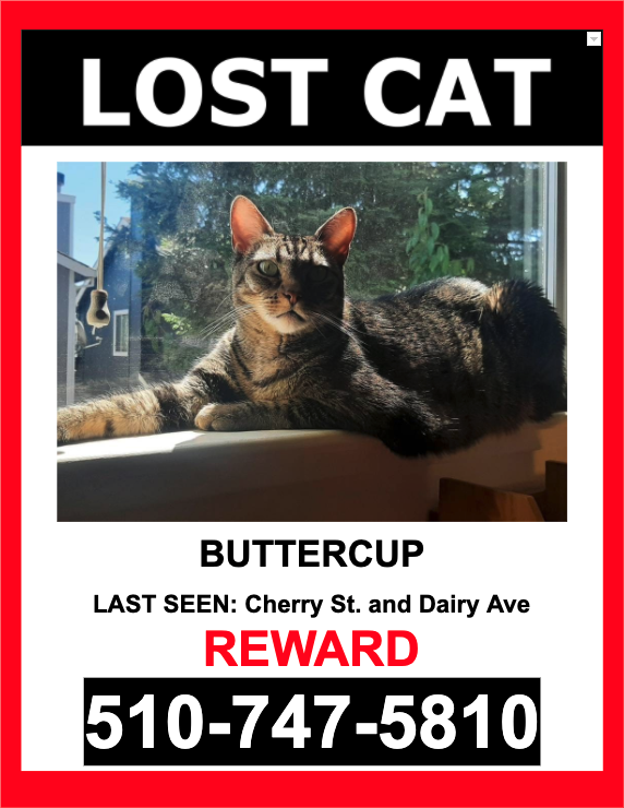 Image of Buttercup, Lost Cat