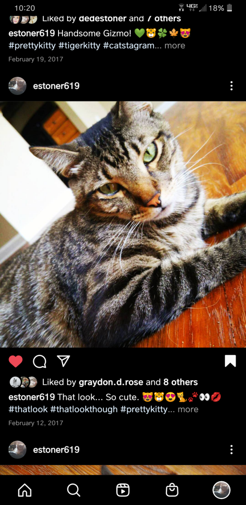 Image of Gizmo, Lost Cat