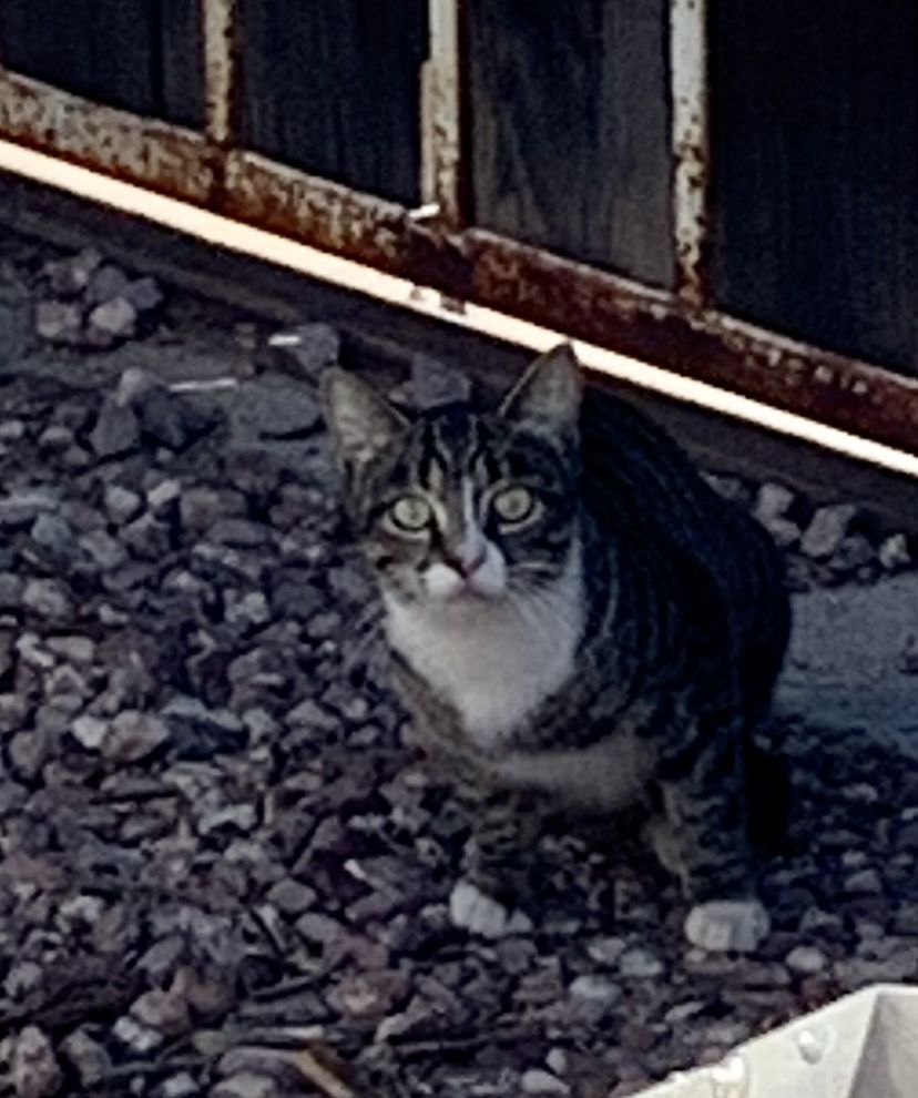 Image of unknown, Found Cat