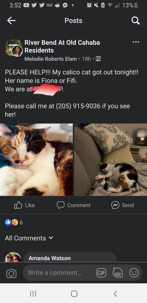 Image of Fiona (Fifi), Lost Cat