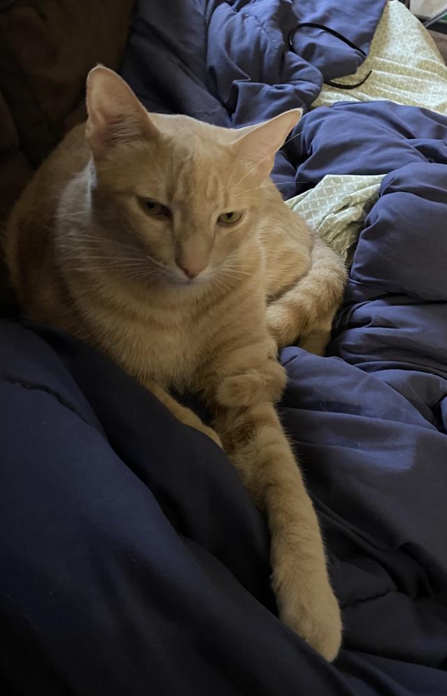 Image of Lumpkin -OrangeTabby, Lost Cat