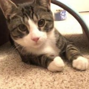Image of Benny (Mochi), Lost Cat
