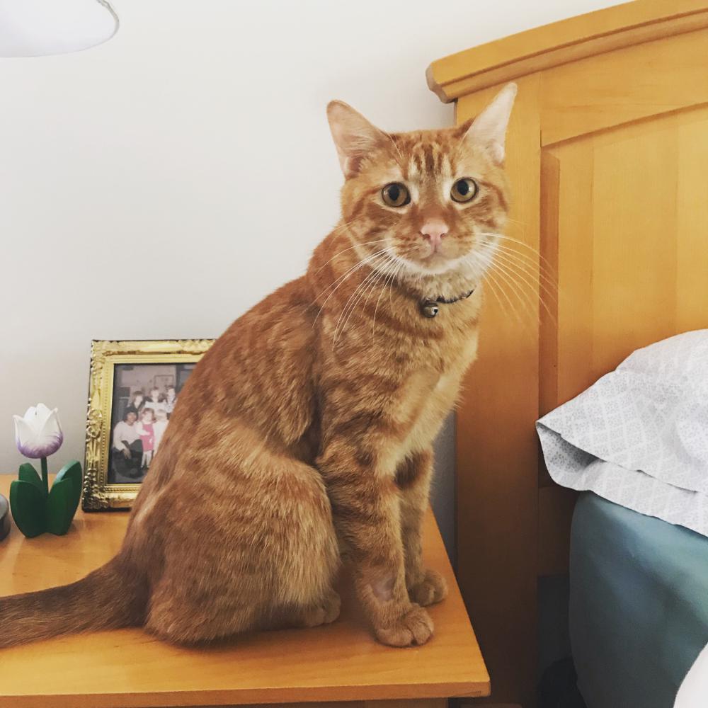 Image of Queso, Lost Cat