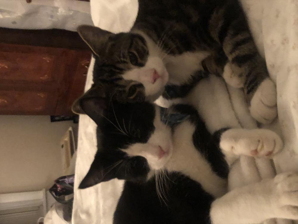 Image of Benny(Mochi) & Rico, Lost Cat