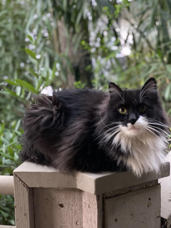 Image of Sylvester, Lost Cat