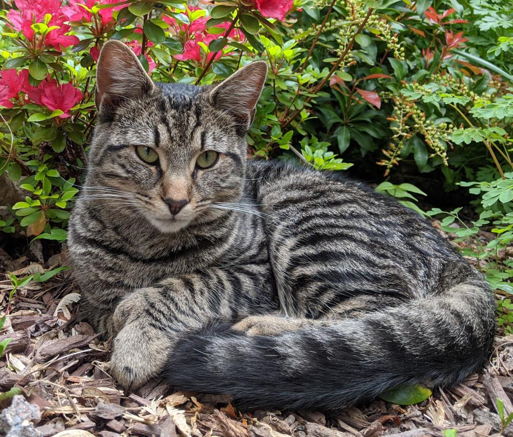 Image of Seven, Lost Cat