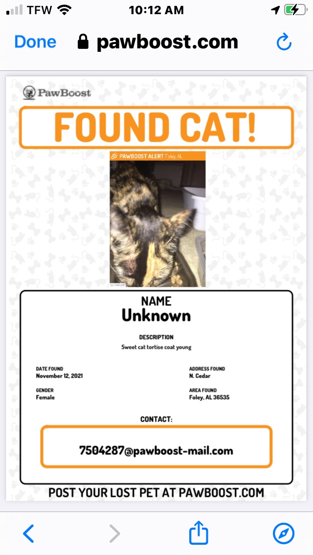 Image of Unkny, Found Cat
