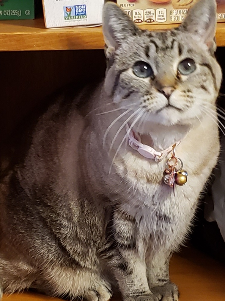 Lost Cat Other in LANCASTER, PA Lost My Kitty