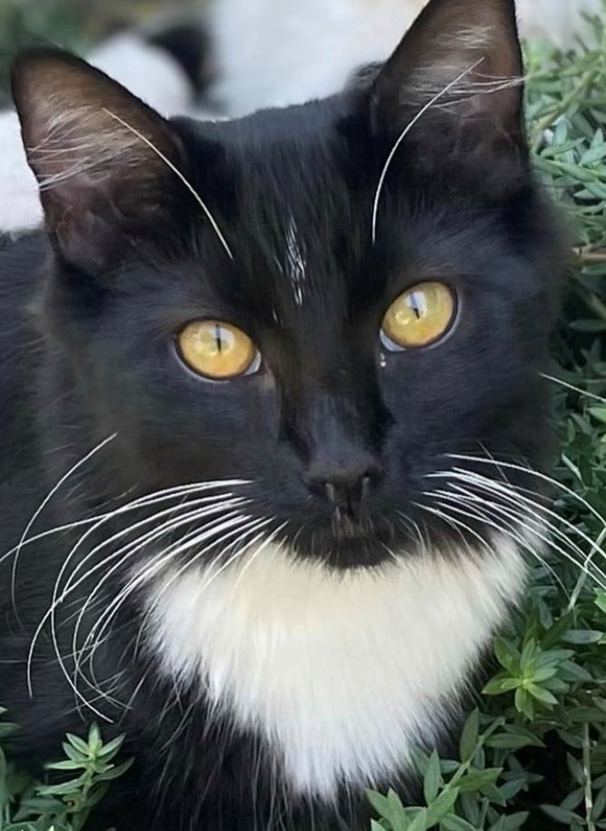 Image of Fig, Lost Cat