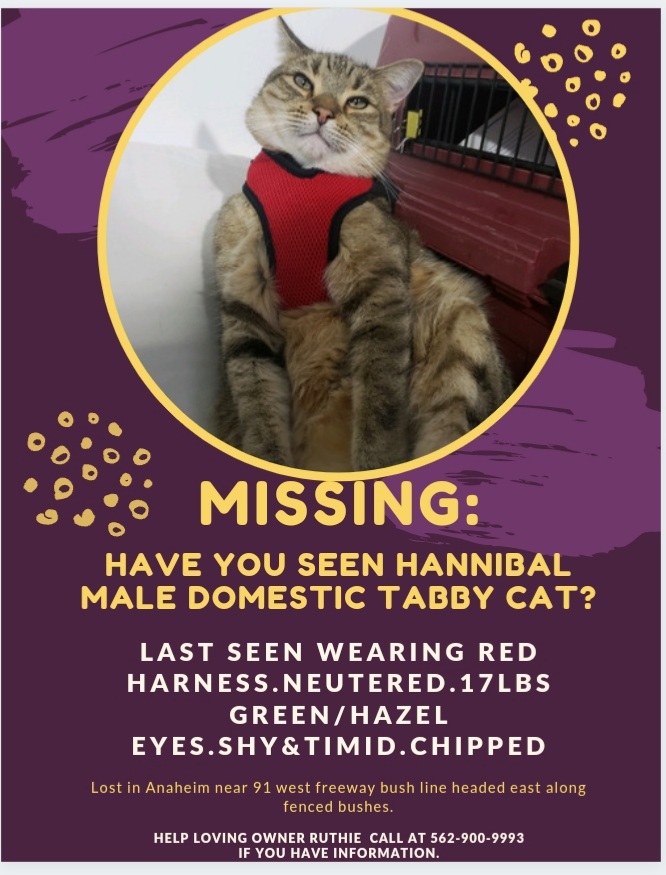 Image of Hannibal, Lost Cat