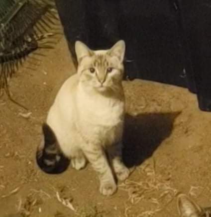 Image of Little One, Lost Cat