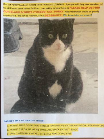 Image of porky, Lost Cat