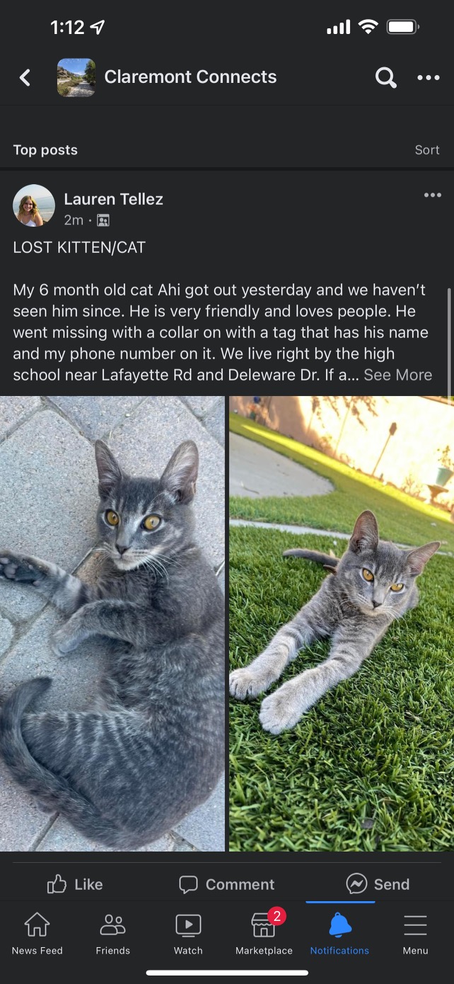 Image of Ahi, Lost Cat