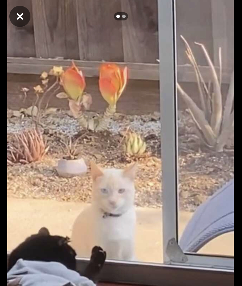 Found Cat Blanco