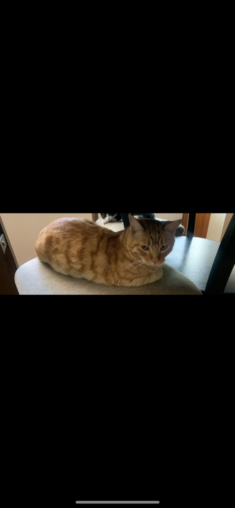 Image of tiger, Lost Cat