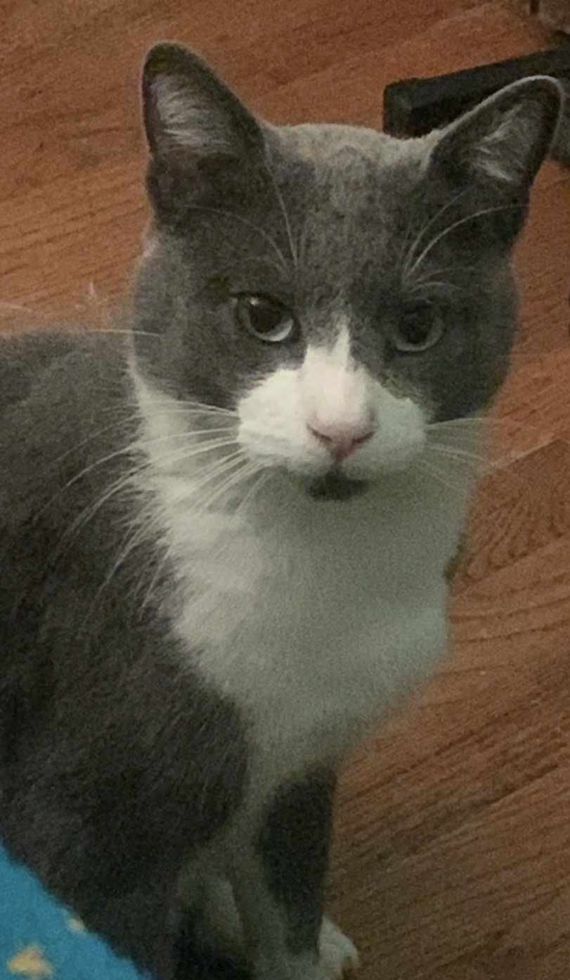 Image of Pantero, Lost Cat
