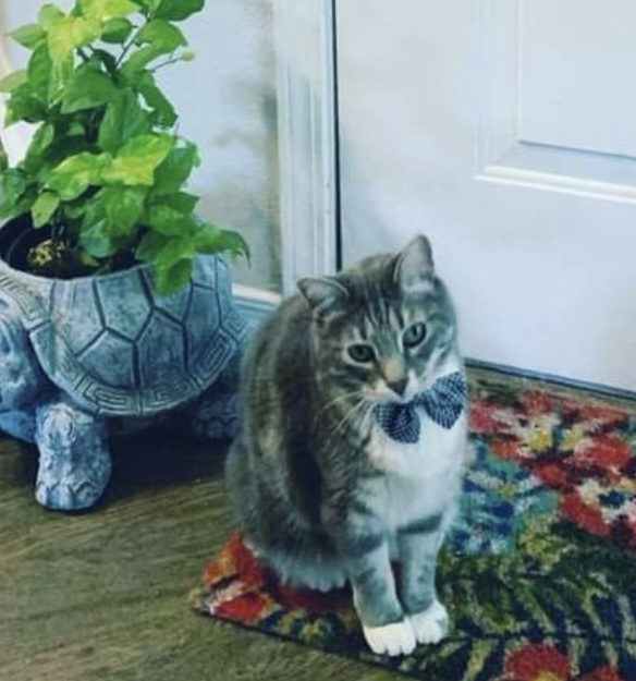 Image of Kaiju, Lost Cat