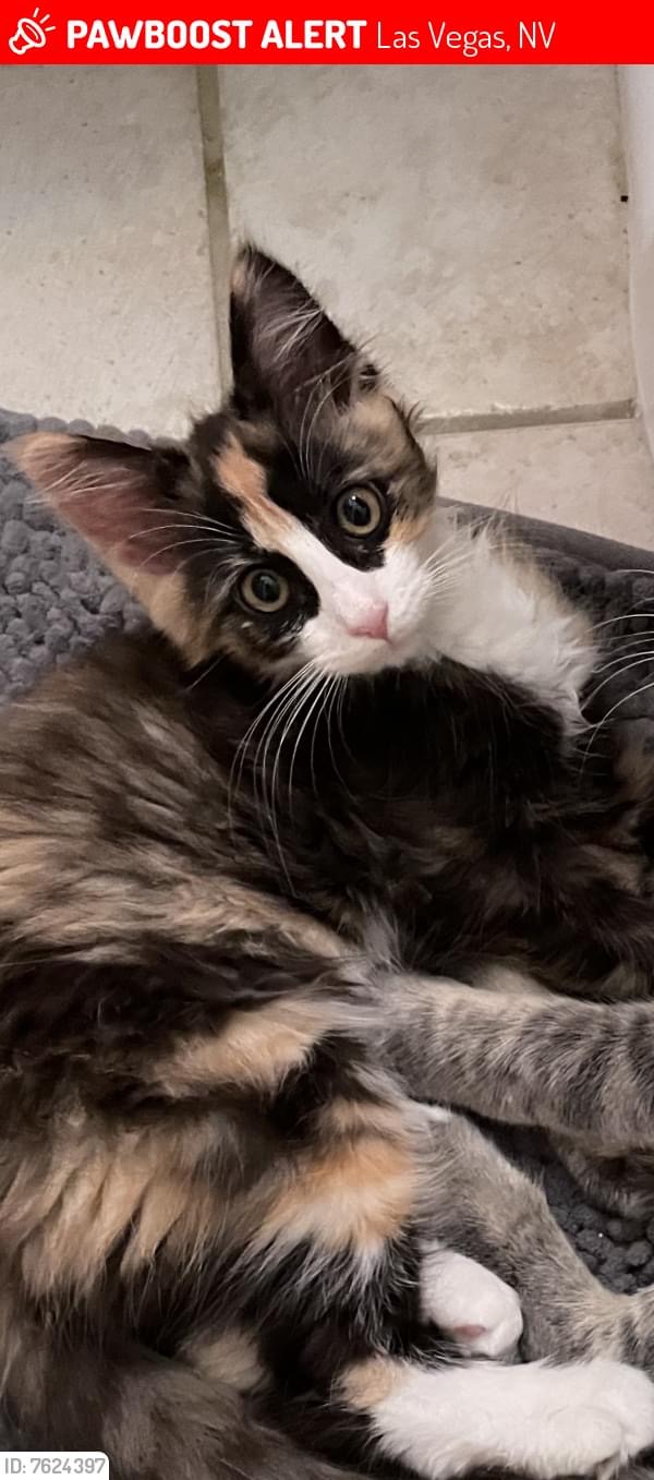 Image of Precious, Lost Cat
