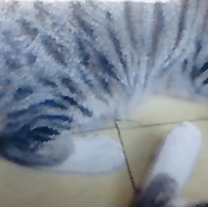 Image of Romeo, Lost Cat