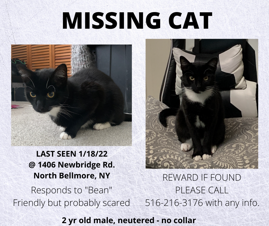 Missing black and white hot sale cat