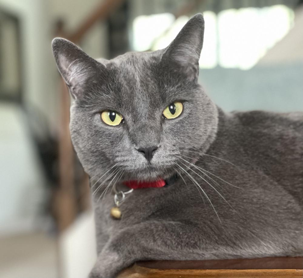 Lost Cat Russian Blue in DACULA, GA Lost My Kitty