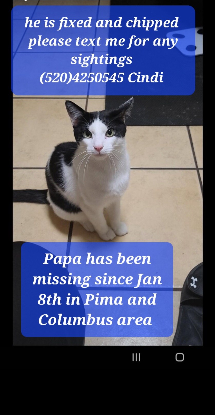 Image of Papa, Lost Cat