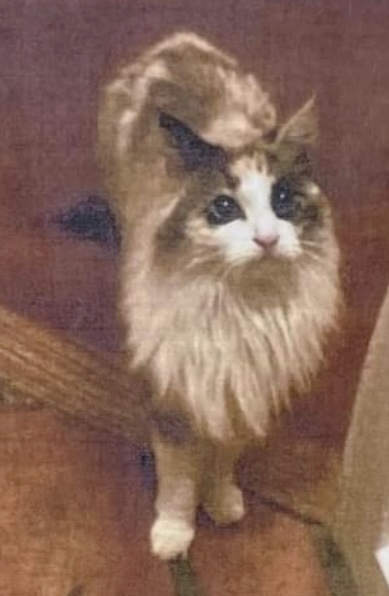 Image of June Carter, Lost Cat